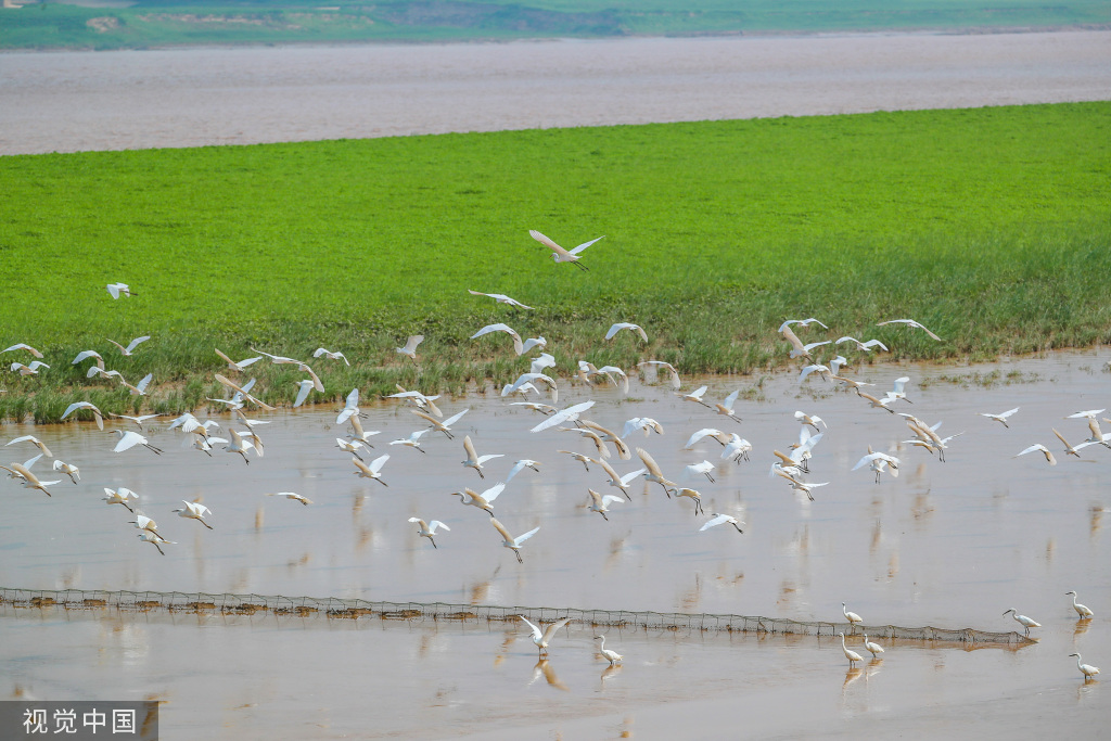 山西运城：黄河湿地成白鹭群栖息乐园