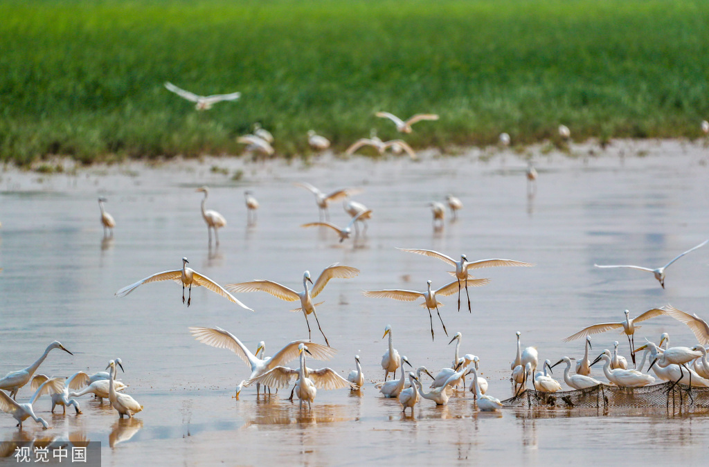 山西运城：黄河湿地成白鹭群栖息乐园