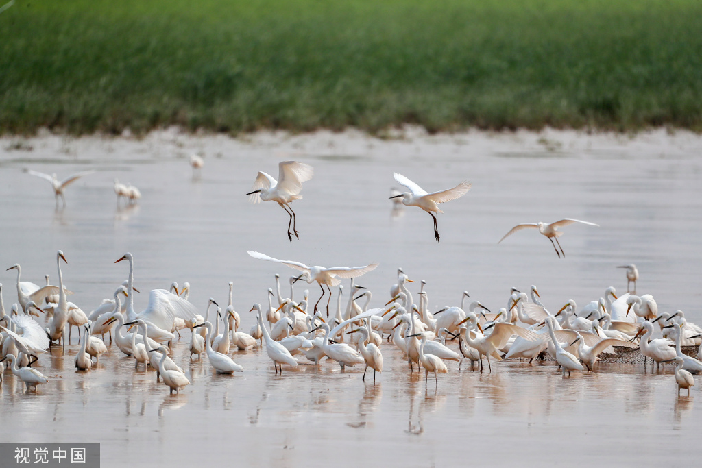 山西运城：黄河湿地成白鹭群栖息乐园
