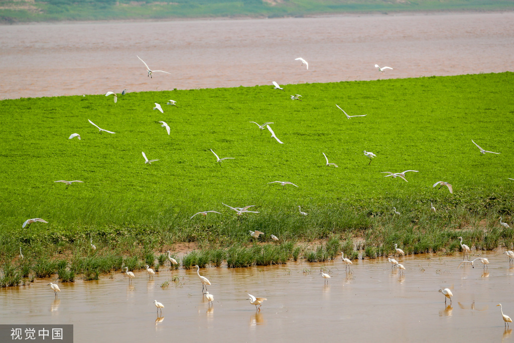 山西运城：黄河湿地成白鹭群栖息乐园