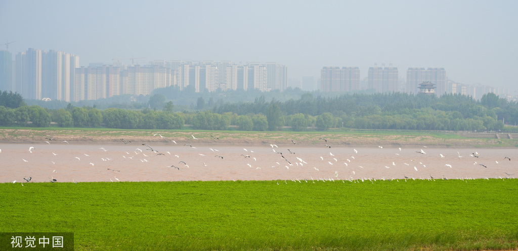 山西运城：黄河湿地成白鹭群栖息乐园