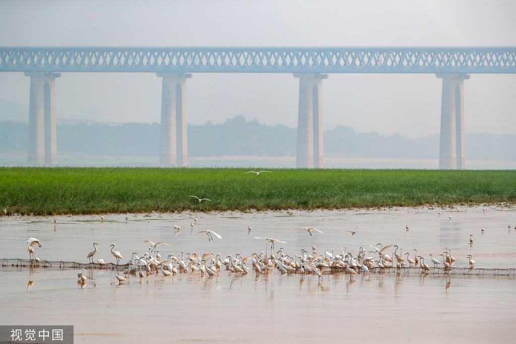 山西运城：黄河湿地成白鹭群栖息乐园