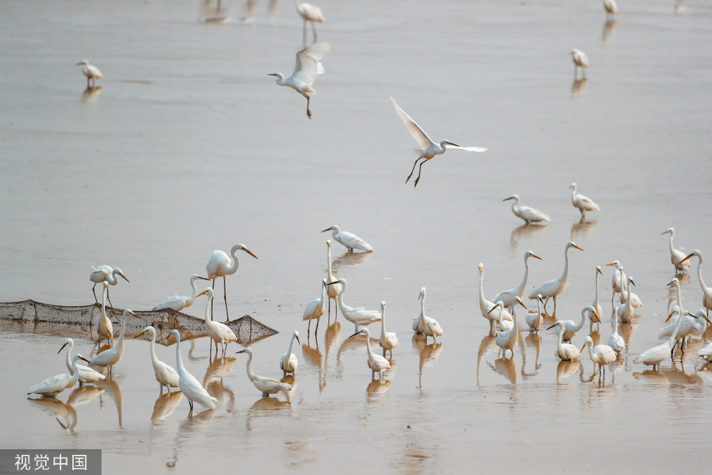 山西运城：黄河湿地成白鹭群栖息乐园