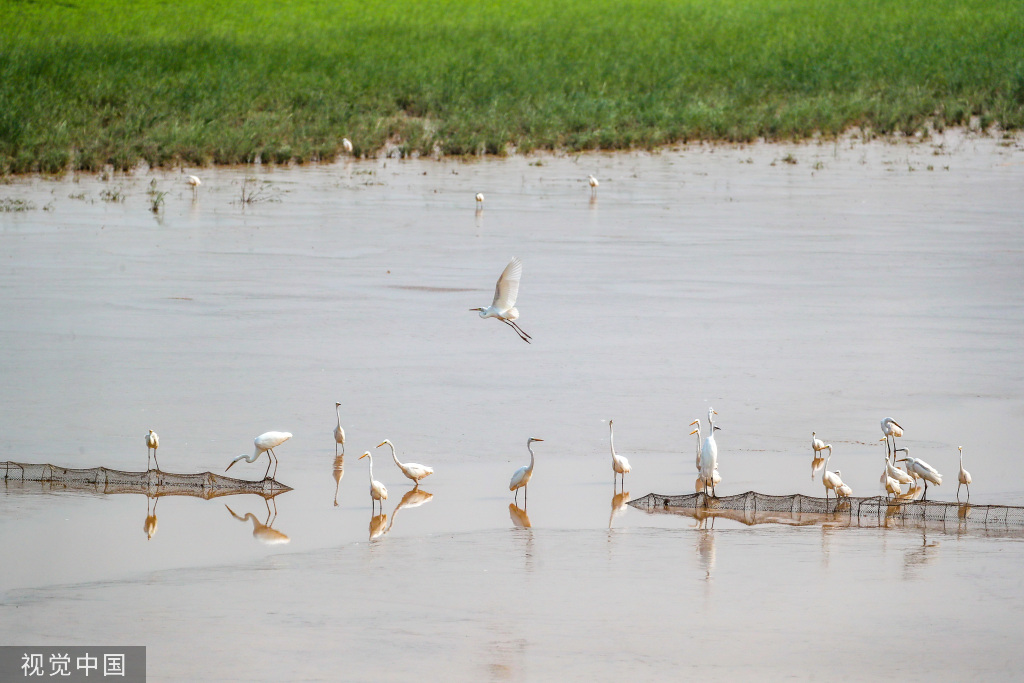 山西运城：黄河湿地成白鹭群栖息乐园