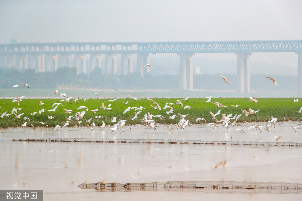 山西运城：黄河湿地成白鹭群栖息乐园