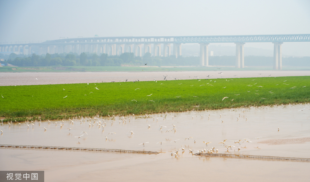 山西运城：黄河湿地成白鹭群栖息乐园