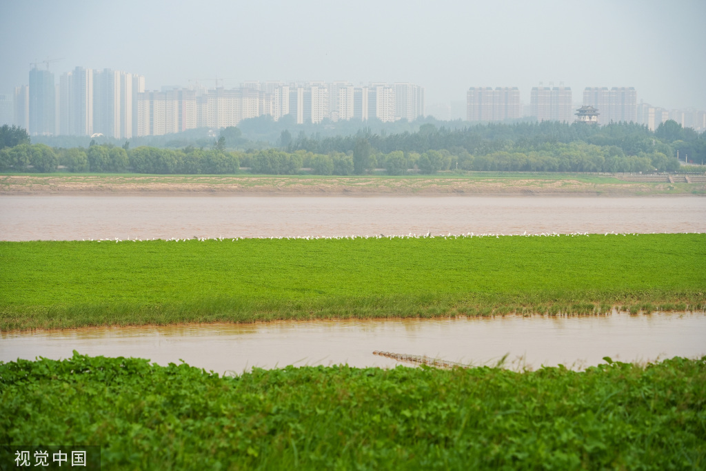 山西运城：黄河湿地成白鹭群栖息乐园