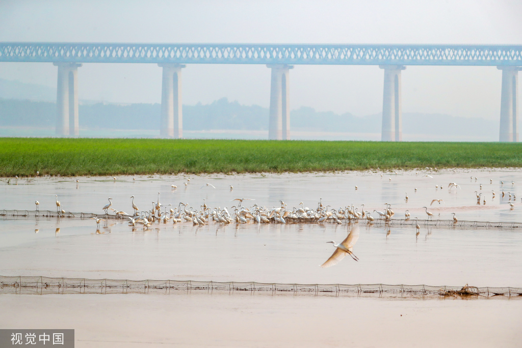 山西运城：黄河湿地成白鹭群栖息乐园