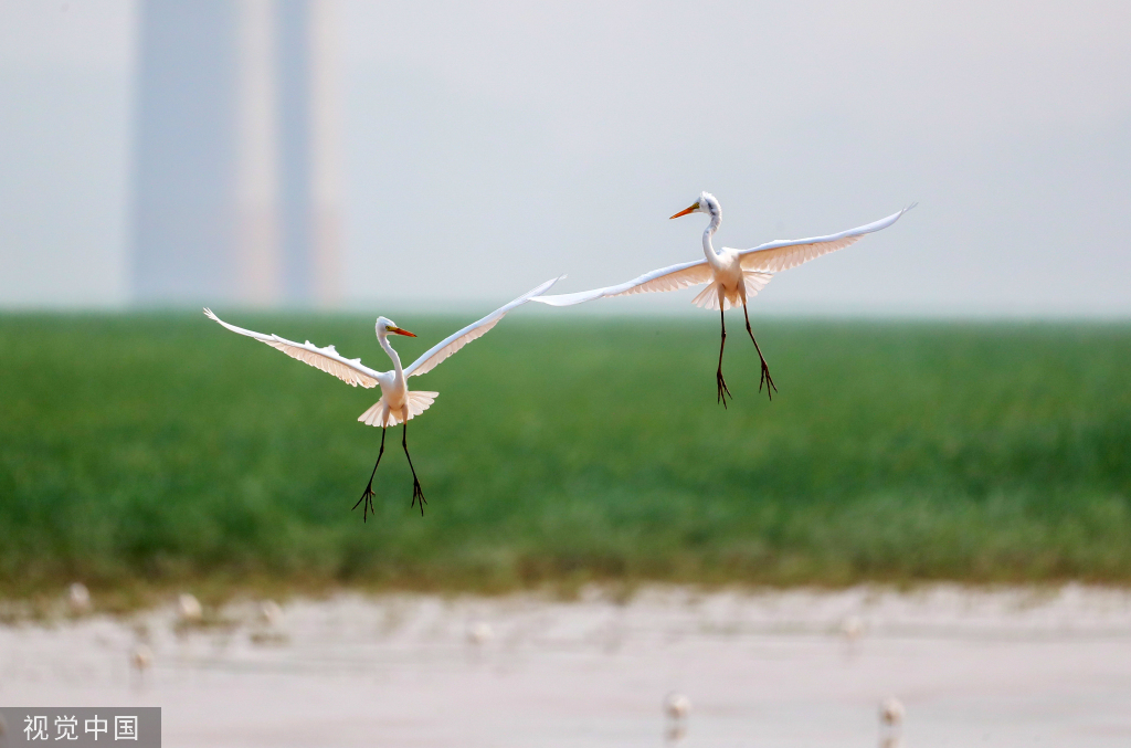 山西运城：黄河湿地成白鹭群栖息乐园