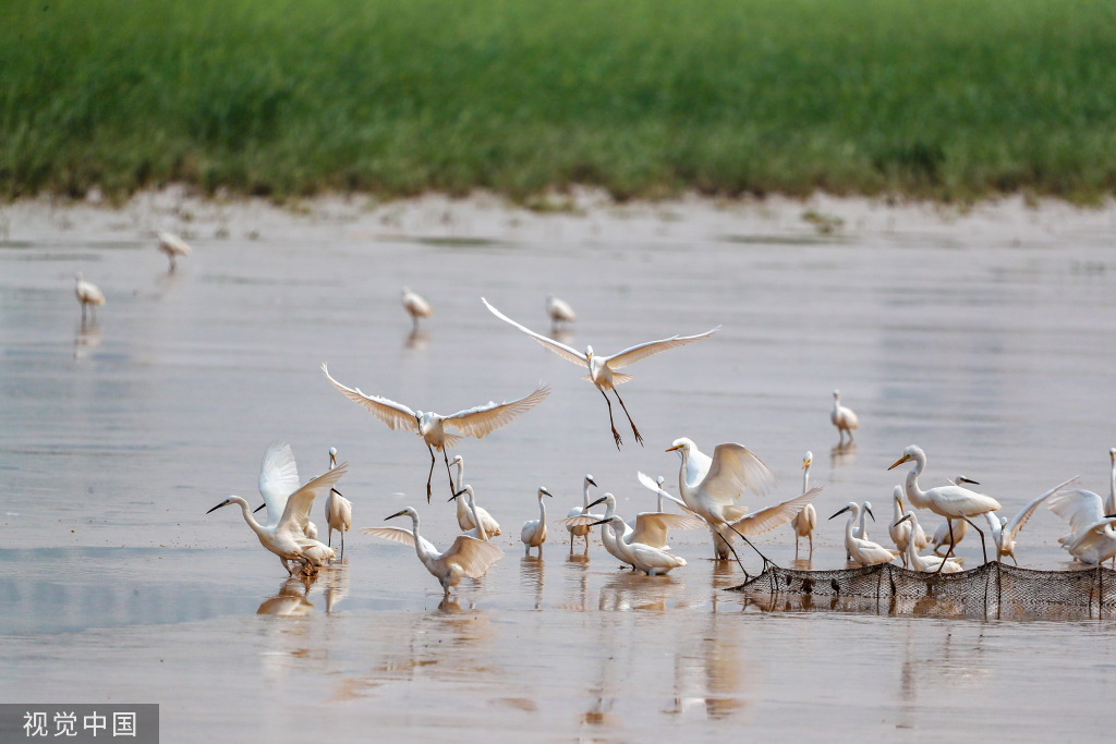 山西运城：黄河湿地成白鹭群栖息乐园