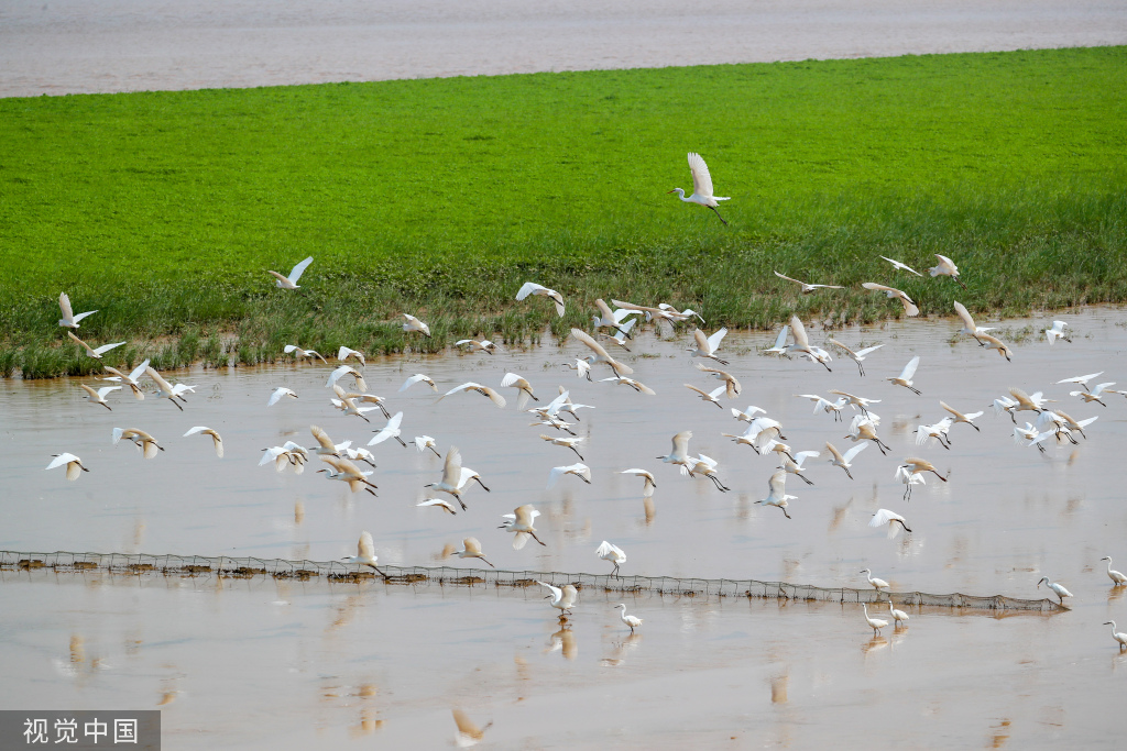 山西运城：黄河湿地成白鹭群栖息乐园