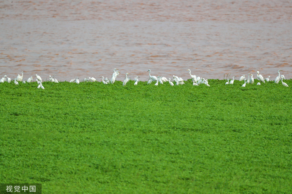 山西运城：黄河湿地成白鹭群栖息乐园