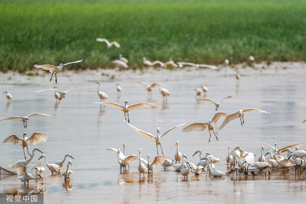 山西运城：黄河湿地成白鹭群栖息乐园