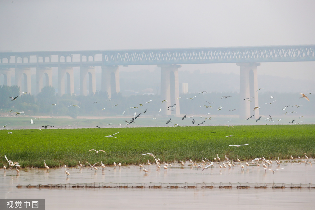 山西运城：黄河湿地成白鹭群栖息乐园