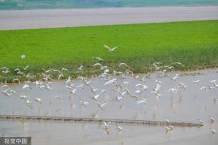 山西运城：黄河湿地成白鹭群栖息乐园