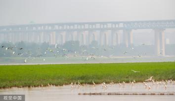 山西运城：黄河湿地成白鹭群栖息乐园