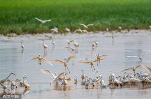 山西运城：黄河湿地成白鹭群栖息乐园