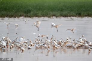 山西运城：黄河湿地成白鹭群栖息乐园