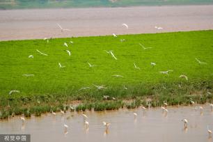 山西运城：黄河湿地成白鹭群栖息乐园