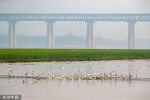 山西运城：黄河湿地成白鹭群栖息乐园