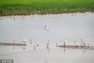 山西运城：黄河湿地成白鹭群栖息乐园