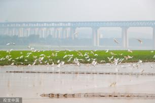 山西运城：黄河湿地成白鹭群栖息乐园