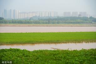 山西运城：黄河湿地成白鹭群栖息乐园