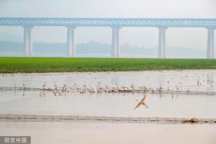 山西运城：黄河湿地成白鹭群栖息乐园
