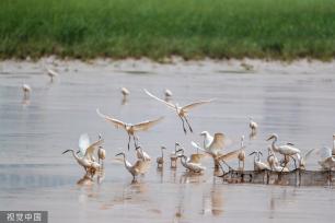 山西运城：黄河湿地成白鹭群栖息乐园