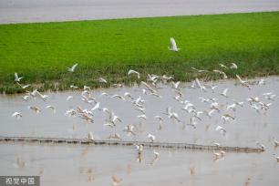 山西运城：黄河湿地成白鹭群栖息乐园