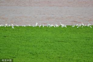 山西运城：黄河湿地成白鹭群栖息乐园