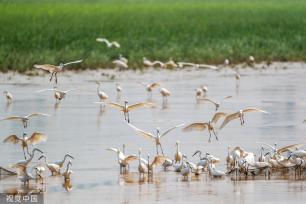 山西运城：黄河湿地成白鹭群栖息乐园