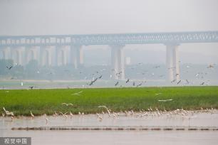 山西运城：黄河湿地成白鹭群栖息乐园