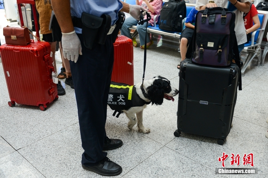 重庆持续高温 警犬穿降温背心守护暑运安全