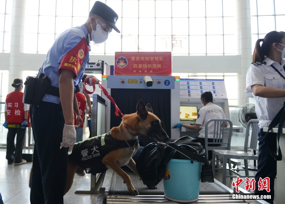 重庆持续高温 警犬穿降温背心守护暑运安全