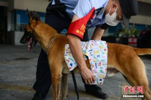 重庆持续高温 警犬穿降温背心守护暑运安全