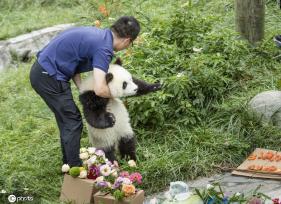 四川卧龙大熊猫萌态十足 吸引众多游客