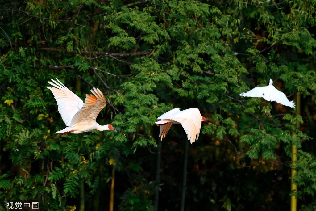 陕西安康朱鹮白鹭牛背鹭成群结队 悠然觅食