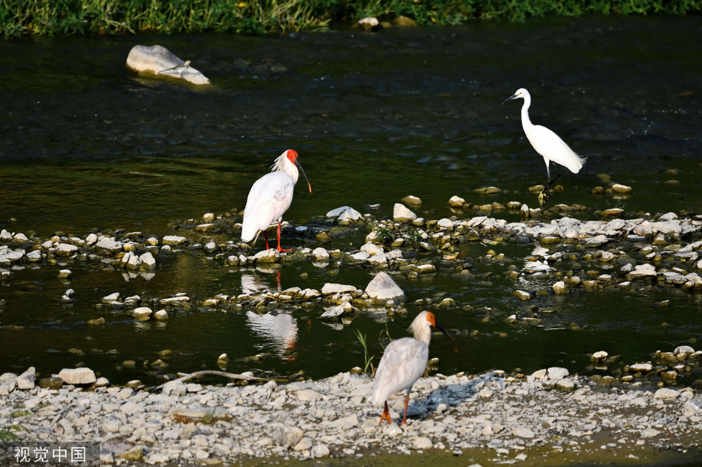 陕西安康朱鹮白鹭牛背鹭成群结队 悠然觅食