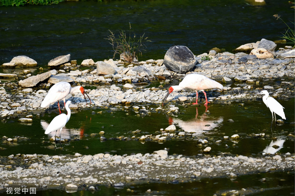 陕西安康朱鹮白鹭牛背鹭成群结队 悠然觅食