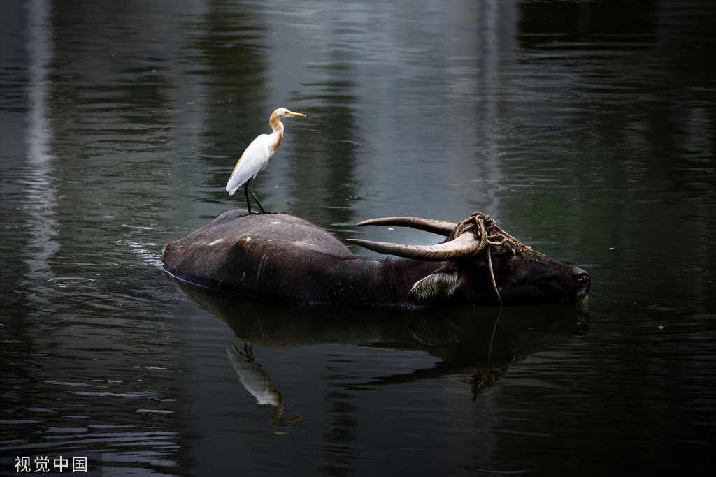 陕西安康朱鹮白鹭牛背鹭成群结队 悠然觅食