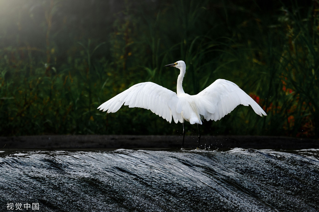 陕西安康朱鹮白鹭牛背鹭成群结队 悠然觅食