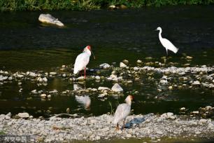 陕西安康朱鹮白鹭牛背鹭成群结队 悠然觅食