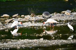 陕西安康朱鹮白鹭牛背鹭成群结队 悠然觅食