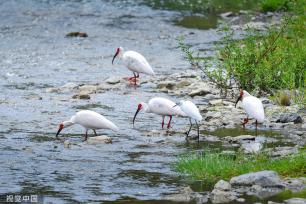 陕西安康朱鹮白鹭牛背鹭成群结队 悠然觅食