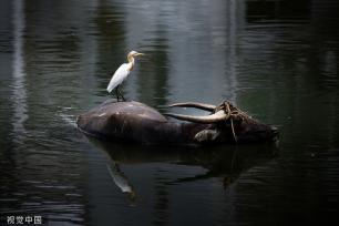 陕西安康朱鹮白鹭牛背鹭成群结队 悠然觅食