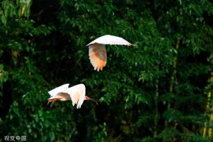 陕西安康朱鹮白鹭牛背鹭成群结队 悠然觅食