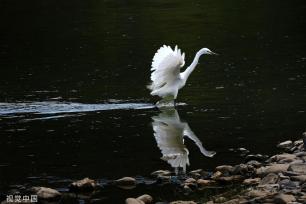 陕西安康朱鹮白鹭牛背鹭成群结队 悠然觅食