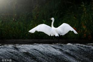 陕西安康朱鹮白鹭牛背鹭成群结队 悠然觅食