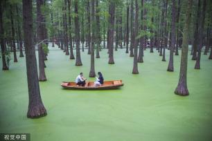 江苏扬州：网红“抹茶湖”吸引游客乘船游览